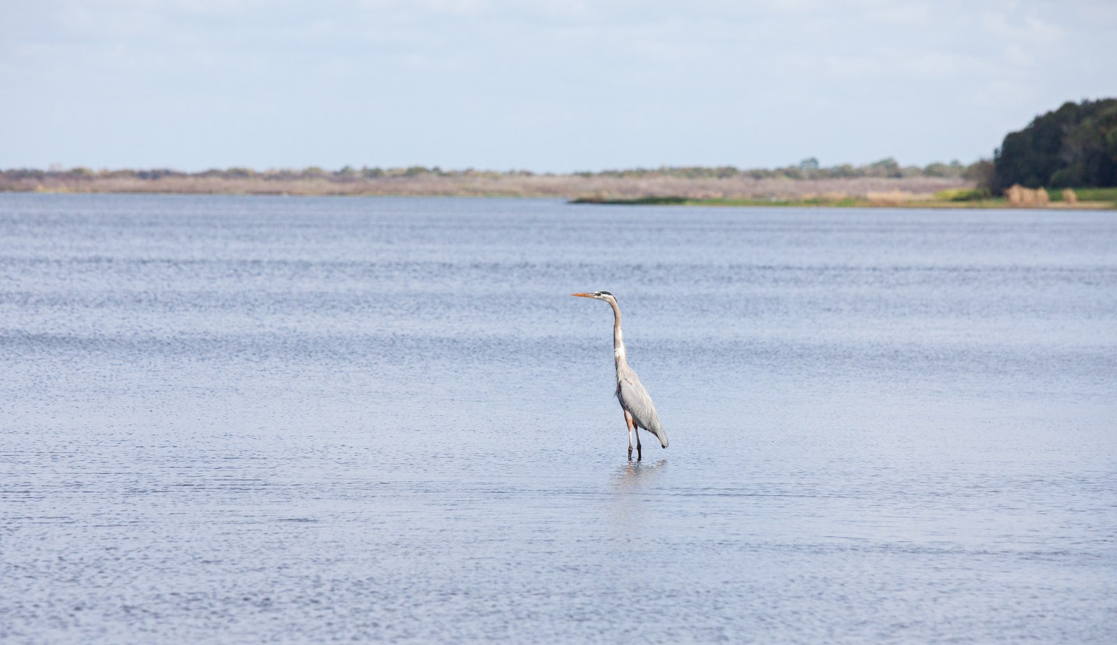 Blue Heron